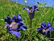 17 Gentiana acaulis (Genziana di Koch)